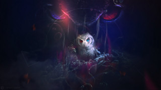 Owl blue eyes red glowing - a red eye free wallpaper for desktop