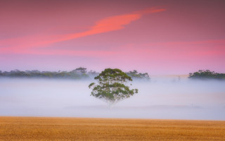 Lone tree foggy field sunset 2 - mist free wallpaper