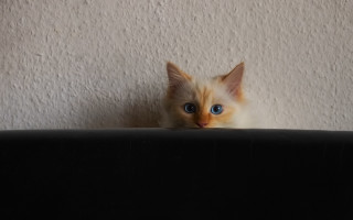 Kitten blue eyes peeking couch - a black chair free wallpaper