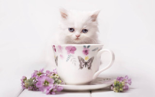 Kitten cup flowers book white - a cup free wallpaper for desktop