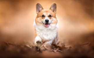 Dog leaves fall shiba inu - a brown background free wallpaper