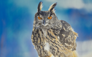 Owl orange eyes snow background - animal free wallpaper for desktop