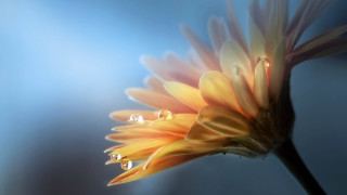 Yellow flower water drops blue - drop of water free wallpaper for desktop