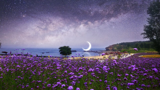 Purple flowers moon aurora fireworks - dreamlike free wallpaper for desktop