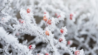 Frosted plant berries winter ecological - a close up of a plant free wallpaper for desktop