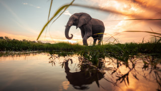 Elephant grass water sunset reflection - an elephant free wallpaper