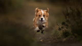 Dog running field blurry background - photograph free wallpaper