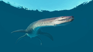 Shark smiling ocean blue illustration - ultra realistic illustration free wallpaper