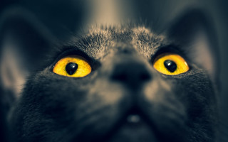 Black cat yellow eyes looking 5 - symmetrical eye free wallpaper