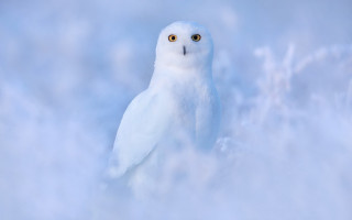 White owl snow yellow eyes - a white owl free wallpaper