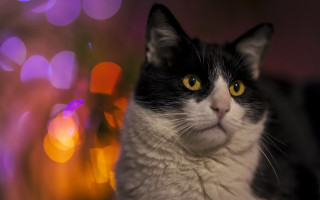 Black white cat yellow eyes 5 - cat free wallpaper