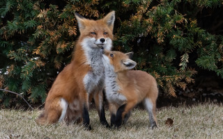 Foxes grass bushes wildlife photography - two fox free wallpaper