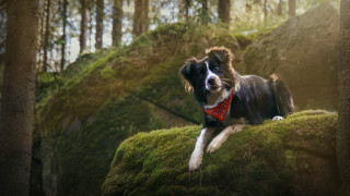 Dog red bandana mossy hill - mossy free wallpaper for desktop
