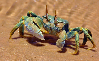Blue crab yellow legs sand - aquirax uno free wallpaper