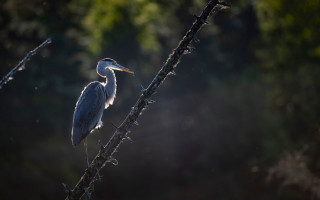 Bird perched branch sunlight woods - photograph free wallpaper for desktop