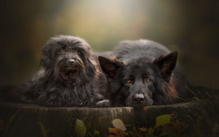 Two dogs laying wooden surface - one dog free wallpaper