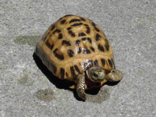 Small turtle looking up camera - an illustration of free wallpaper for desktop