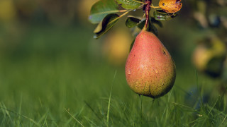 Pear butterfly tree grass nature - photorealistic imagery free wallpaper