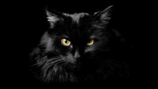 Black cat yellow eyes gothic 4 - a black cat free wallpaper for desktop