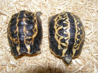 Two turtles wood chips together - japanese free wallpaper for desktop