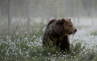 Brown bear field flowers woods - a field of flowers and trees free wallpaper