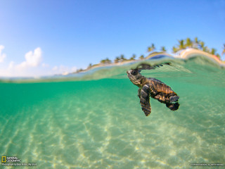 Turtle swimming ocean sky island - a turtle swimming in the ocean free wallpaper