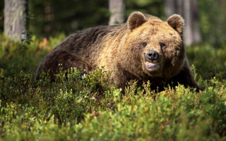 Brown bear forest walking open - a lush green forest free wallpaper