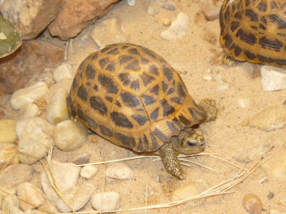 Small turtles dirt field rocks - a couple free wallpaper