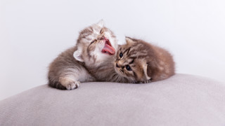 Kitten yawning blueeyes pillow photorealistic - tongue free wallpaper