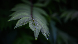 Green leaf water droplets macro 17 - shallow free wallpaper for desktop