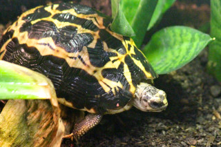 Turtle sitting leafy plant dirt - the zoo free wallpaper