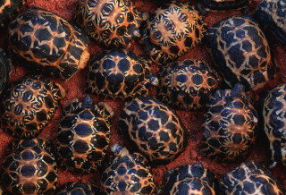 Turtle shells red surface black - sacred free wallpaper for desktop