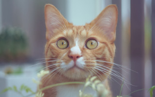 Cat white nose yellow eyes - a plant in the background free wallpaper