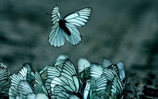 Butterflies field grass dirt dark - fiona stephenson free wallpaper for desktop