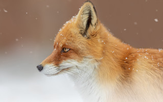 Red fox snow falling side - a digital painting free wallpaper for desktop