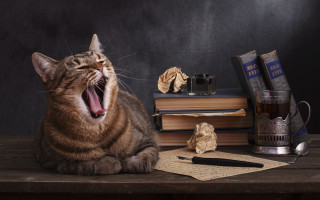 Cat yawning table books tea - academic art free wallpaper