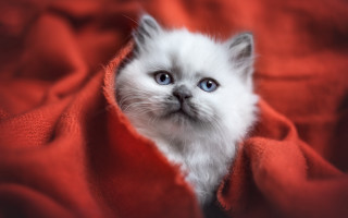 White kitten blue eyes red - a red blanket free wallpaper