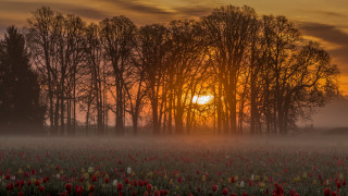 Sunset forest autumn leaves bush - a foggy sky free wallpaper
