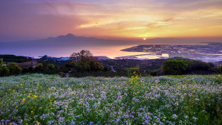 Flower field water mountain sunset - a view of a body free wallpaper