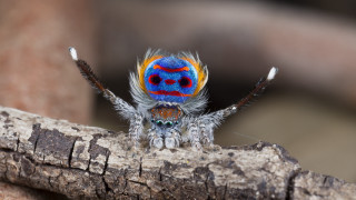 Colorful spider branch closed eyes - neoprimitivism free wallpaper for desktop