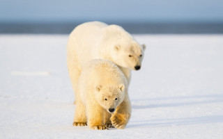 Polar bears snow walking ecological - two polar bear free wallpaper