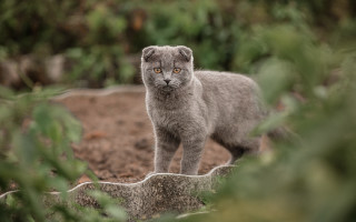 Gray kitten dirt field bush - a dirt field next free wallpaper