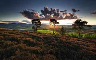 Sunset grassy hill trees rolling - hill free wallpaper