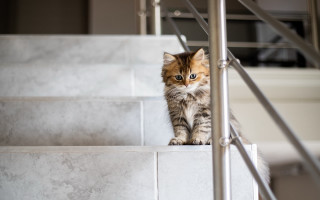 Curious cat stairs photorealistic artdeco - a set of stairs free wallpaper