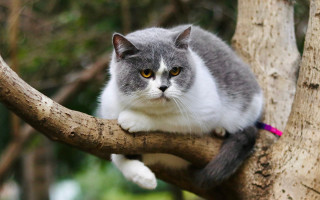 Sad cat on branch pink - its neck free wallpaper