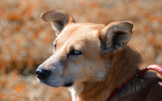 Dog red collar looking off - a red collar free wallpaper