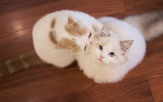 Cat head cat looking up - rococo free wallpaper