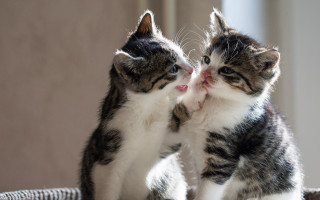 Kittens playing basket touching face - a basket together free wallpaper