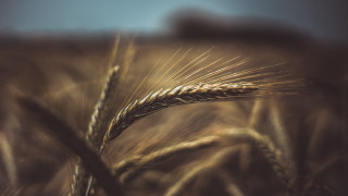 Wheat field tilt shift sunset - heavy grain free wallpaper for desktop