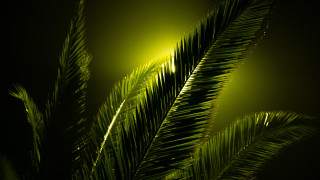 Green palm leaves night fireworks - free light wallpaper for desktop